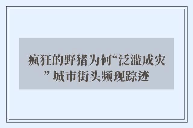 疯狂的野猪为何“泛滥成灾” 城市街头频现踪迹